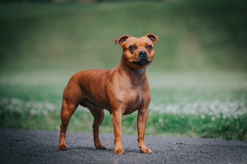 Staffordshire bull terrier in action photography outside.	