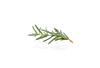 Rosemary isolated on white background