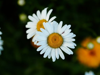 Obraz premium chamomile flowers close up in nature