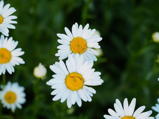 chamomile flowers close up in nature