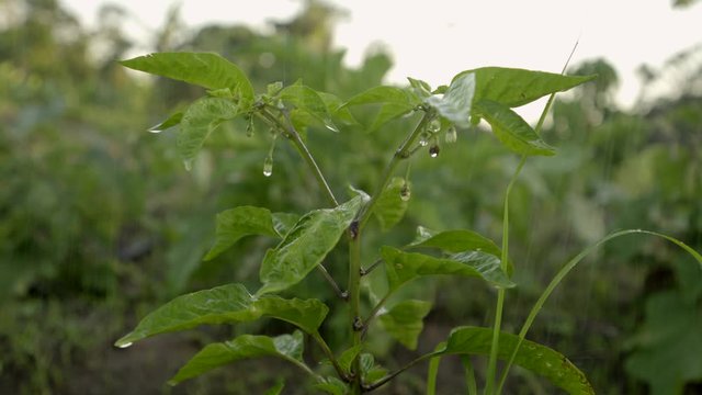 Irrigation system watering Chilli plant, closeup of water droplets on farm crop