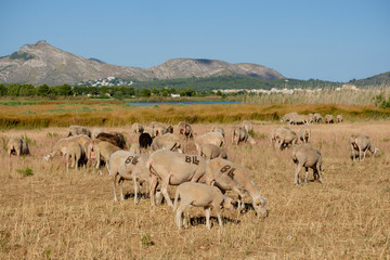 rebaño de ovejas pastando, Reserva natural de l'Albufereta, bahia de Pollensa ,Mallorca, balearic islands, Spain