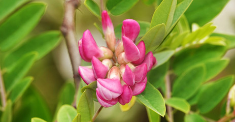 Acacia flowers in spring