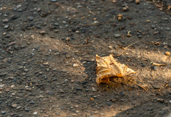 lonely dry autumn leaf on the asphalt sidewalk in the rays of the dawn sun