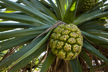 The edible fruit of a familiar pandanus tree (Pandanaceae) is a ball shaped, fleshy segmented fruit.