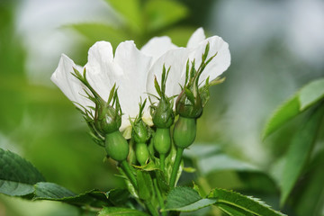 Anemone Japanese Honorin Jober. White flower