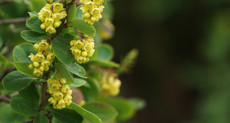 Flowering bush with small yellow flowers