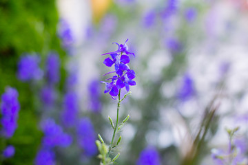 Blooming purple flowers in a garden, park, meadow, close up, with blurred background.