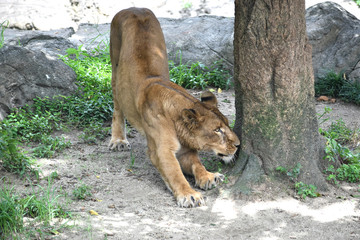 アフリカライン