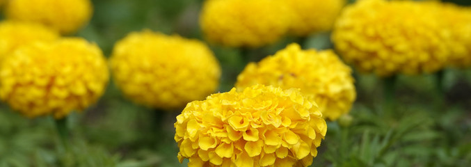 Yellow Marigold Flowers