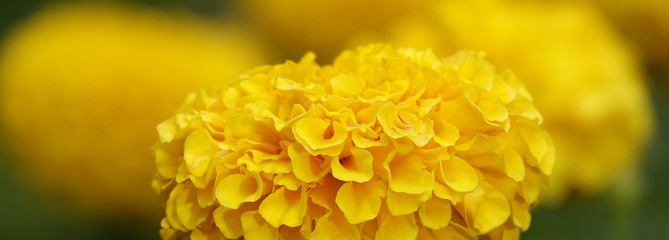Naklejka na ściany i meble Yellow Marigold Flowers