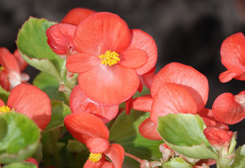 White and pink begonia flowers
