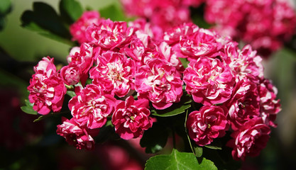 Pink flowers on hawthorn branches