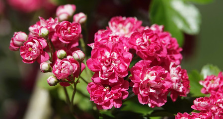 Pink flowers on hawthorn branches