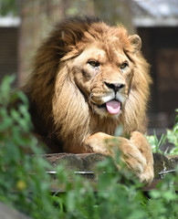 アフリカライン