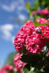 Pink flowers on hawthorn branches