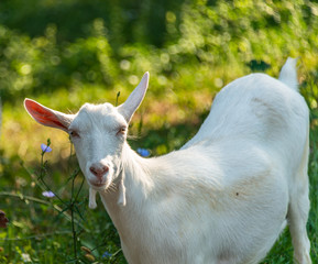 white hornless goat on a forest pasture on a summer sunny day
