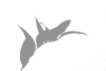 Summer leaves shadow on a white wall. Abstract neutral background.