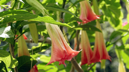 Obraz premium Flowers Bloody Brugmansia
