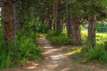 early summer morning - wide tropic in a pine alley