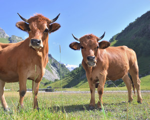 Fototapeta premium two young alpine brown cows in pasture