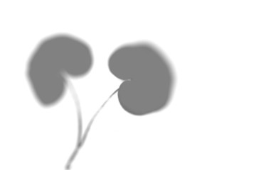 Summer leaves shadow on a white wall. Abstract neutral background.