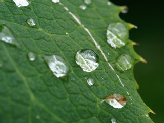 dew drops on green leaf close-up