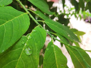 green leaf with water drops