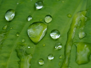 dew drops on green leaf close-up
