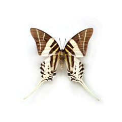 Obraz premium Butterfly Graphium Androcles Sulawesi Indonesia