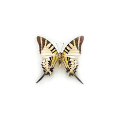 Butterfly Graphium Antiphates Alcibiades West Java Indonesia