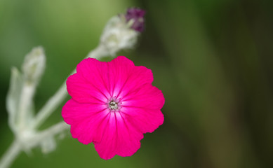 Obraz premium Geranium Flower