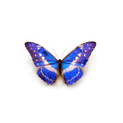 Butterfly Morpho Cypris Cypris Boyaca Colombia
