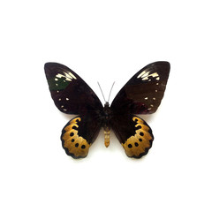 Butterfly Ornithptera Goliath Female