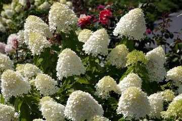 Hydrangea flowers