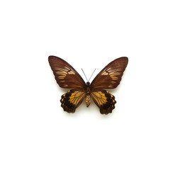Fototapeta na wymiar Butterfly Troides Female