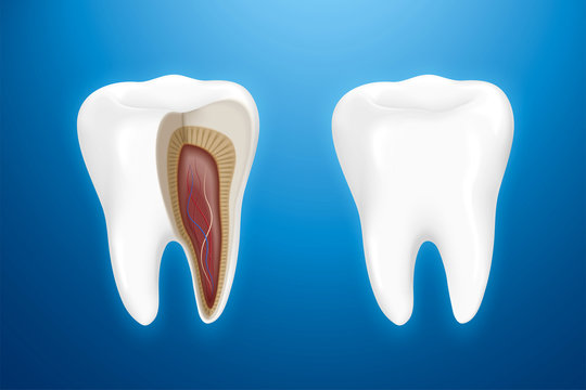 Tooth anatomy isolated on blue