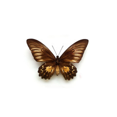 Fototapeta na wymiar Butterfly Troides Oblongomaculatus Female