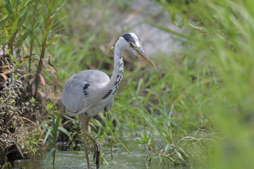 Wild birds on the waterside, blue heron