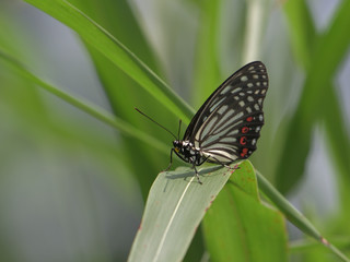 a beautiful butterfly in the fresh green