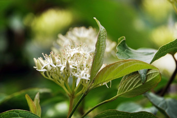 Flowers Doeren, Pork - Cornus