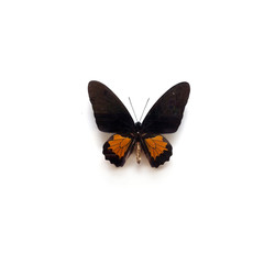 Fototapeta na wymiar Butterfly Troides Oblongomaculatus Male