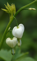 Dicenter with white flowers in the form of a heart