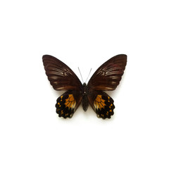 Butterfly Troides Female