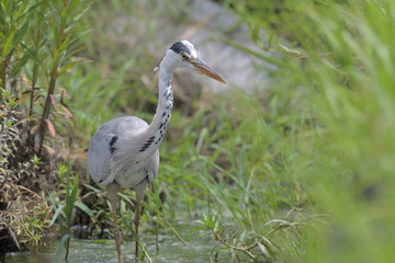 Wild birds on the waterside, blue heron