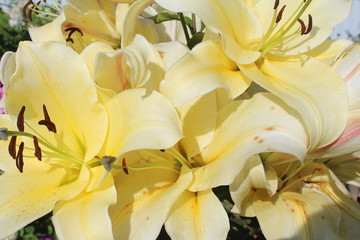 Fototapeta na wymiar close up of yellow lily