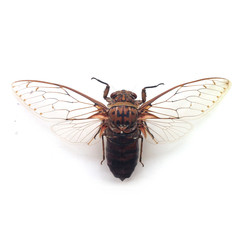 Insect Pomponia Intermedia Chiang Mai Thailand