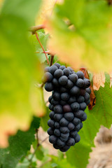 uva callet, viña des pou de Sa Carrera, Celler Mesquida-Mora, Porreres, Mallorca, balearic islands, Spain