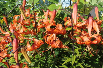 Orange Lilies