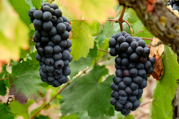 uva callet, viña des pou de Sa Carrera, Celler Mesquida-Mora, Porreres, Mallorca, balearic...